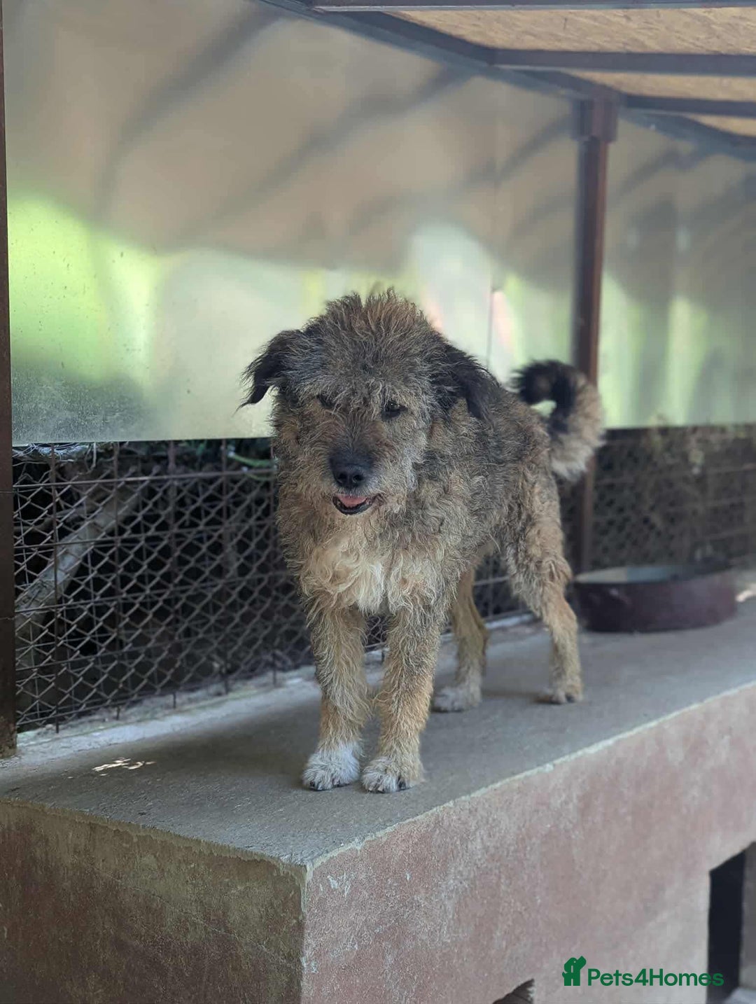 Mixed Breed dogs for adoption: 10 year old Fionn needs a retirement home  - Advert 11