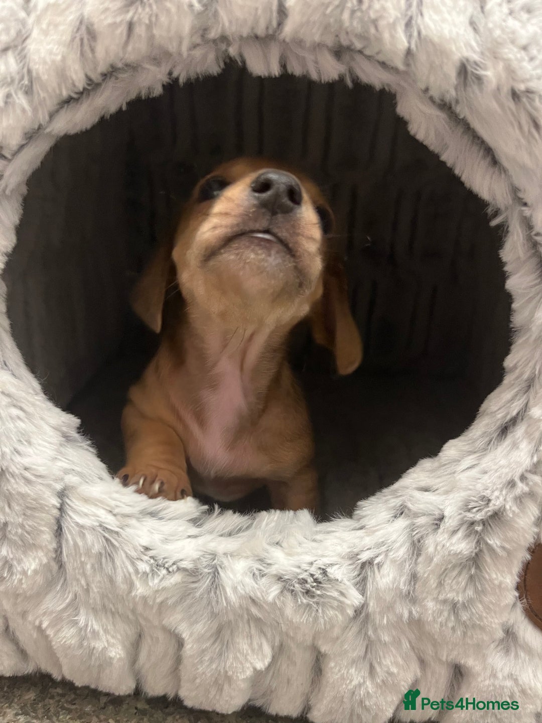 Mixed Breed dogs for sale: Maltese Cross Miniature Dachshund  - Advert 13