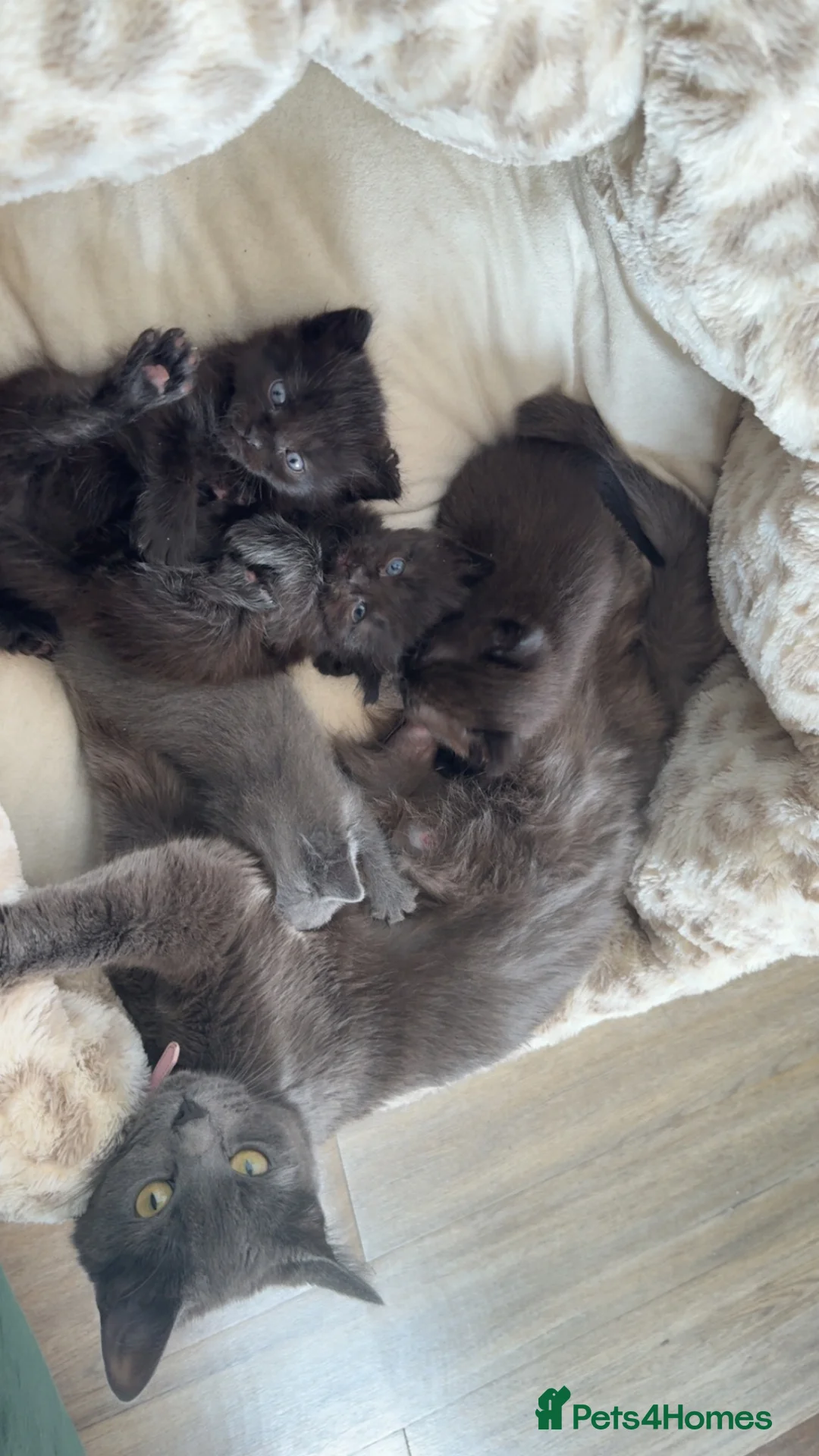 Mixed Breed cats for sale: Kittens for sale  - Advert 13
