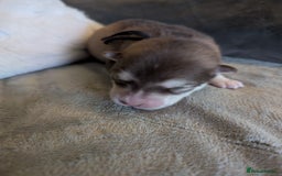 Alaskan Malamute dogs for sale: KC Alaskan malamute puppies champion lines - Image 29