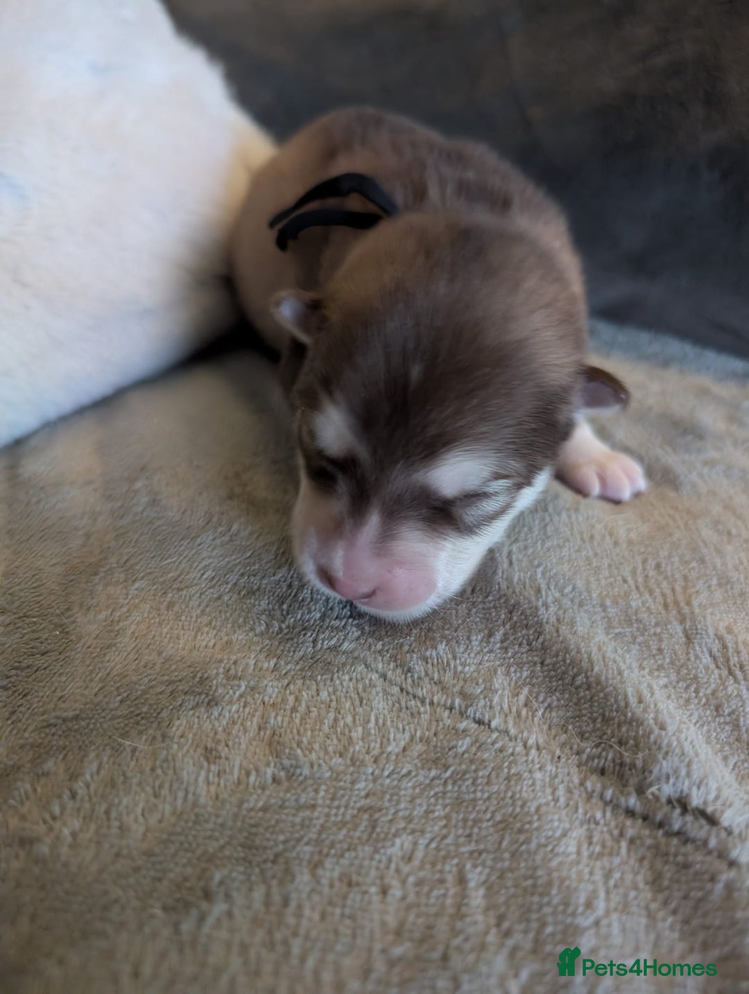 Alaskan Malamute dogs for sale: KC Alaskan malamute puppies champion lines - Image 29