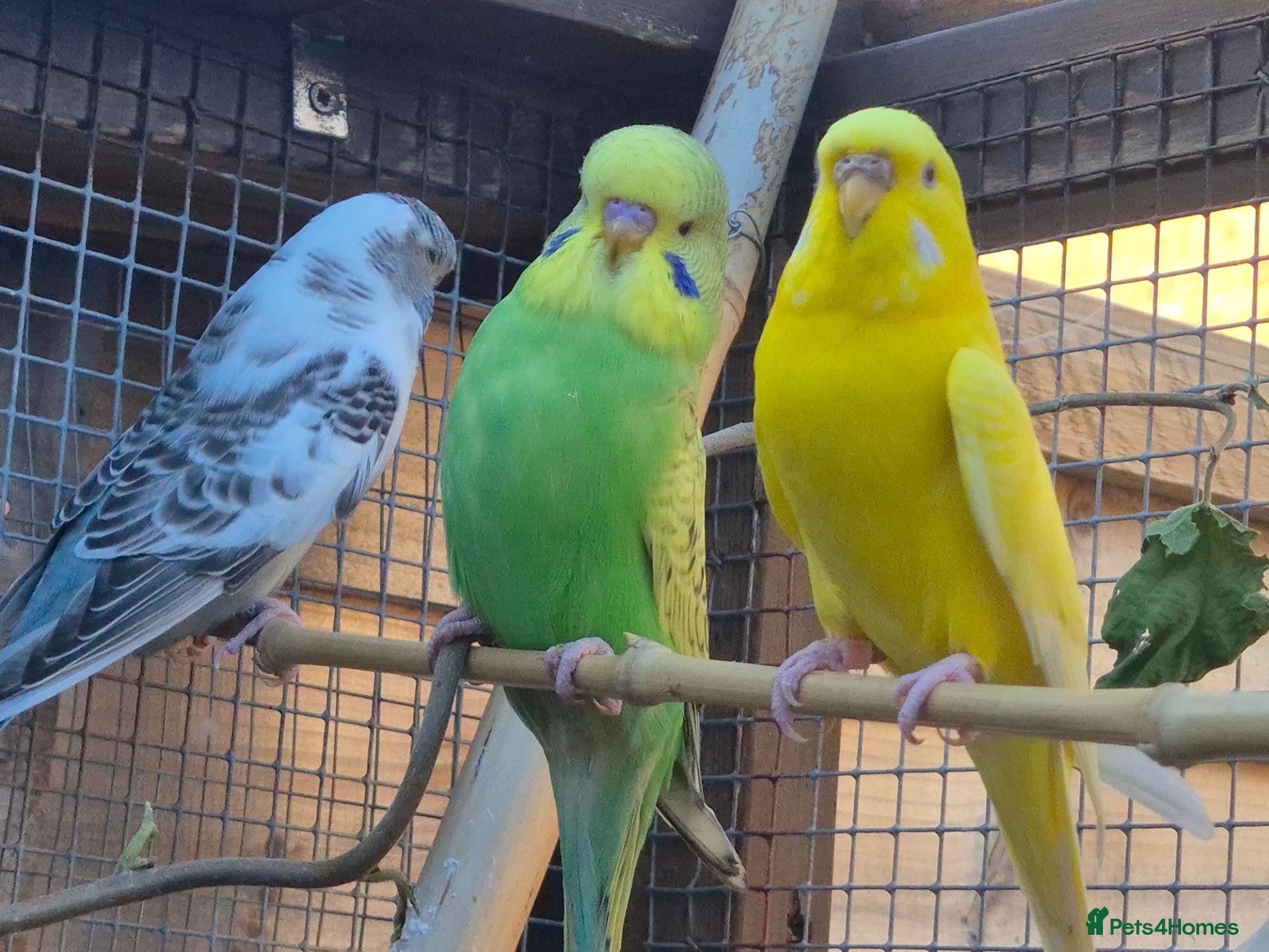 Budgerigars birds Stunning beautiful 6 week old budgies - Advert 1