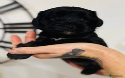 Tibetan Terrier dogs for sale: KC Reg, Fully Health Tested Tibetan Pups - Image 12