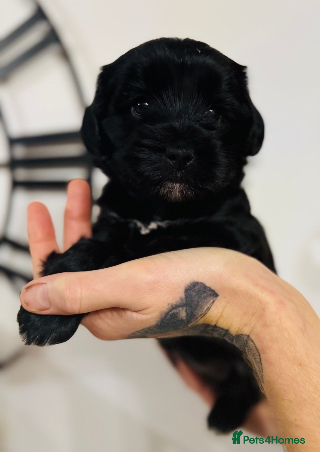Tibetan Terrier dogs for sale: KC Reg, Fully Health Tested Tibetan Pups - Image 12