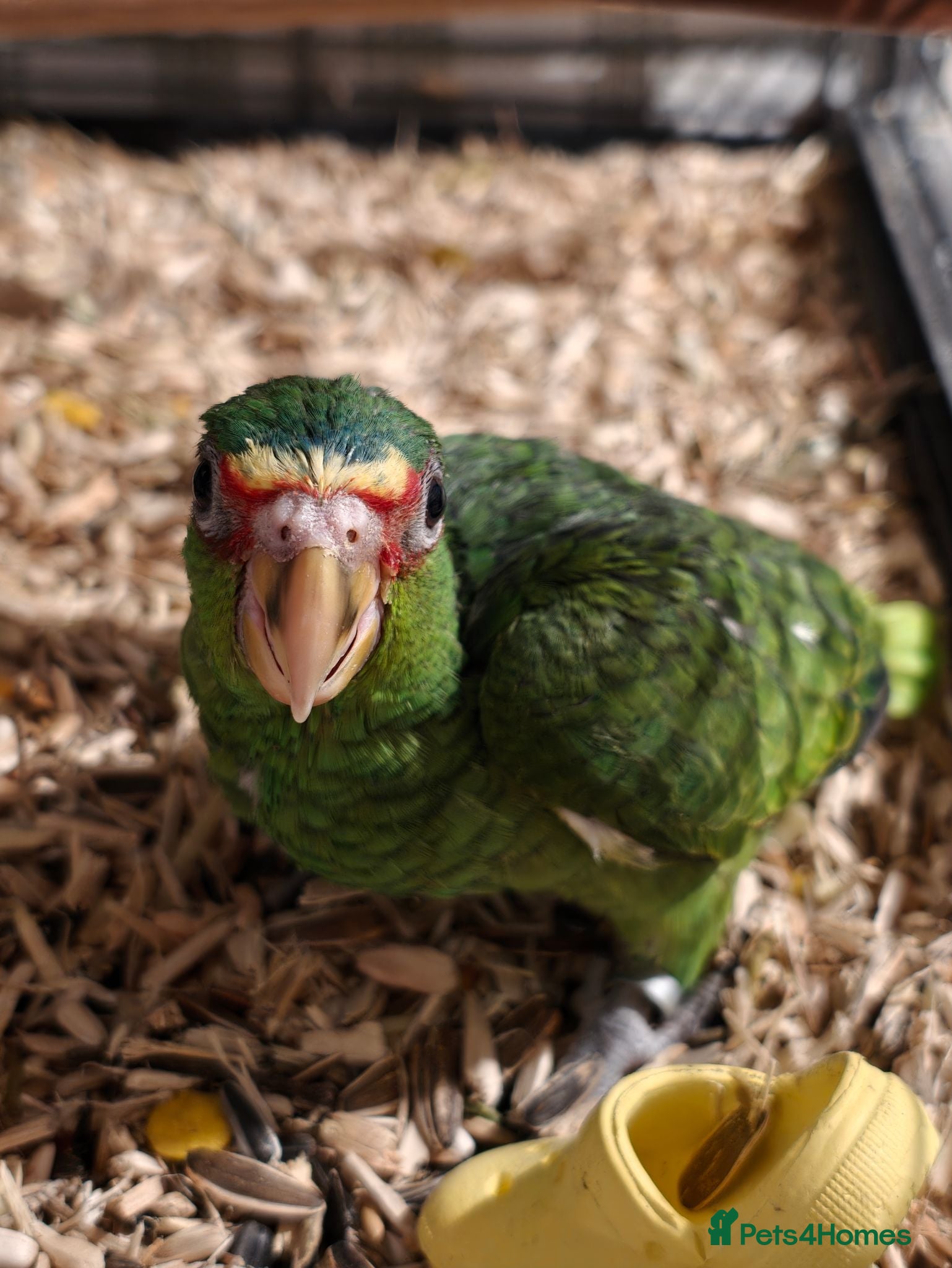 Parrots birds White Fronted Amazon H/R Silly Tame - Advert 11