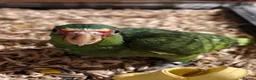 Parrots birds for sale: White Fronted Amazon H/R Silly Tame - Advert 1