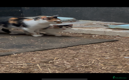 British Shorthair cats for sale: Gorgeous female kittens ready now - Image 1