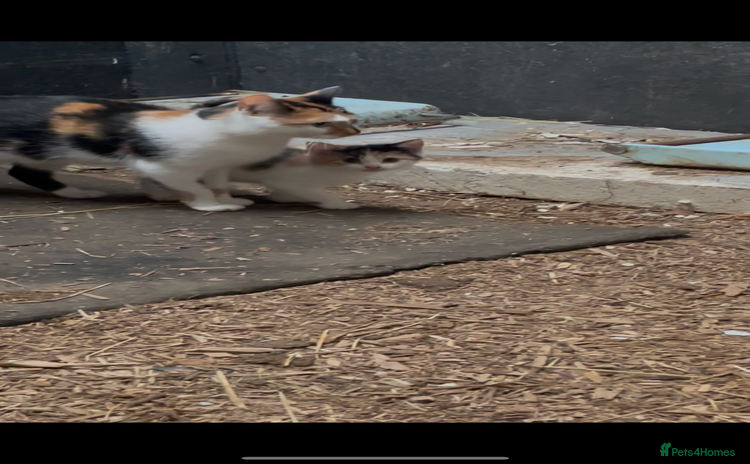 British Shorthair cats - Advert 15