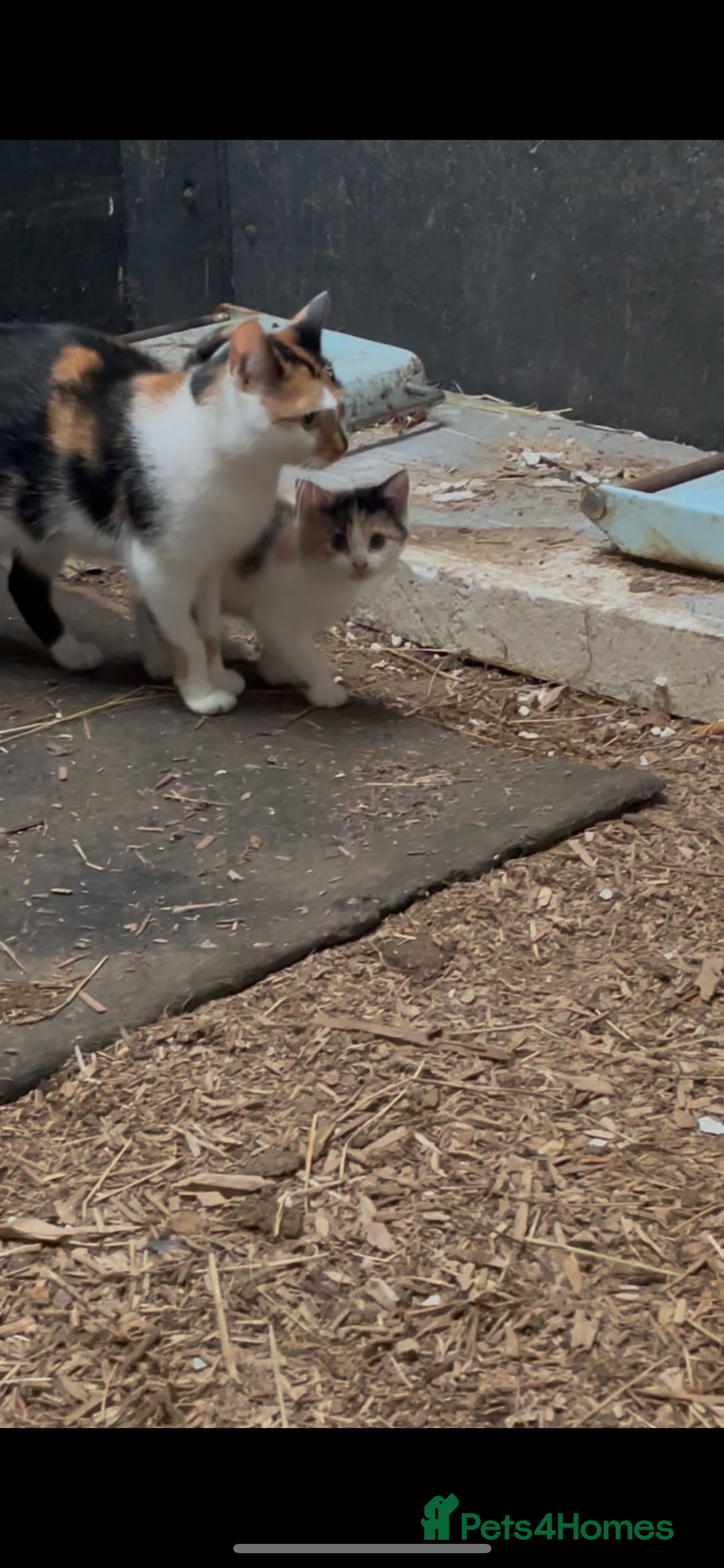 British Shorthair cats for sale: Gorgeous female kittens ready now - Image 1