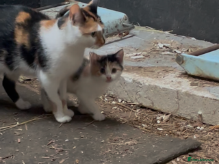 British Shorthair cats Gorgeous female kittens ready now - Advert 8