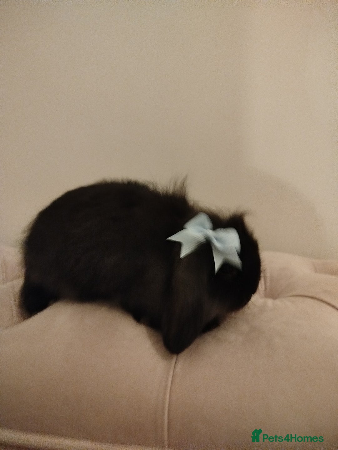 Mini Lion Lop rabbits for sale: Mini lion lop bonded pair - Advert 2