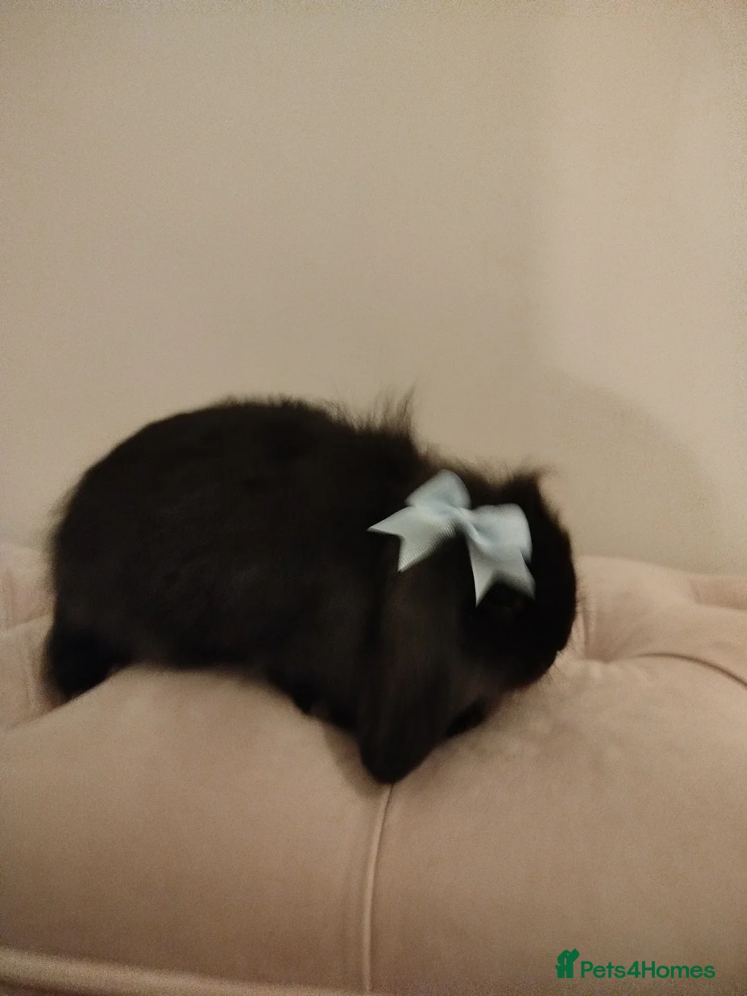 Mini Lion Lop rabbits for sale: Mini lion lop bonded pair - Advert 2