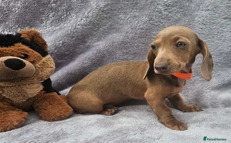 Dachshund dogs - Advert 4