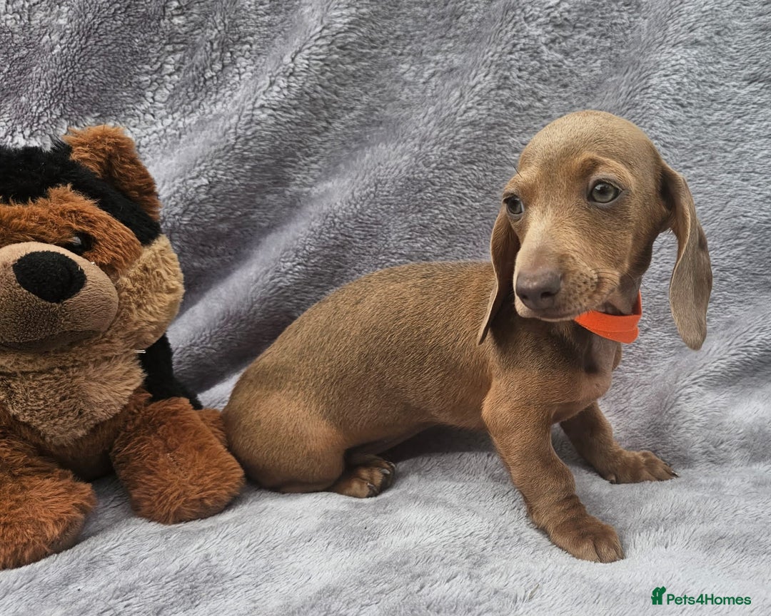 Dachshund dogs for sale: Last red girl fully vaccinated ready to leave x - Image 6