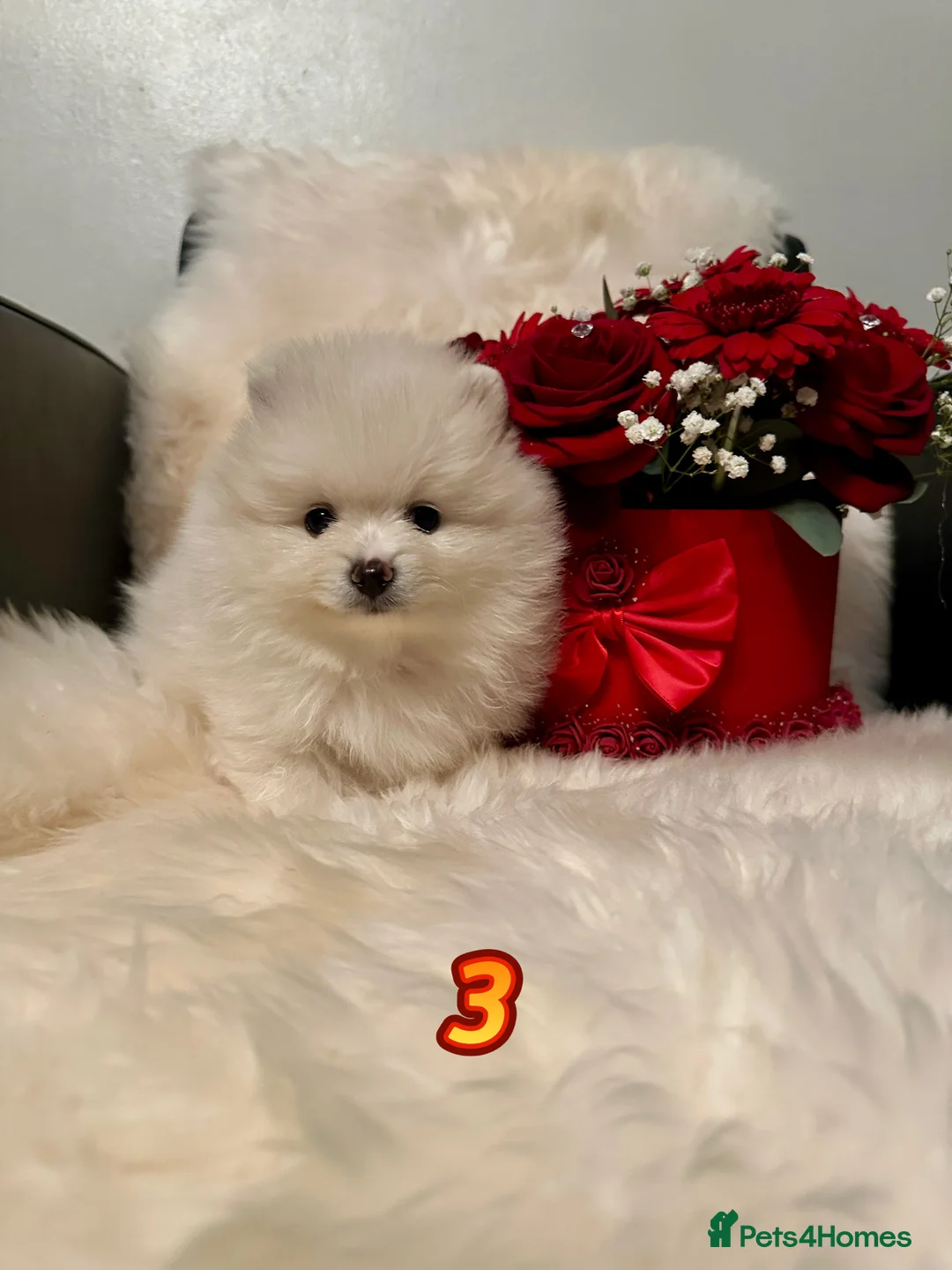Pomeranian dogs for sale: Last KC pomeranian BOY ready to leave now !  - Advert 6