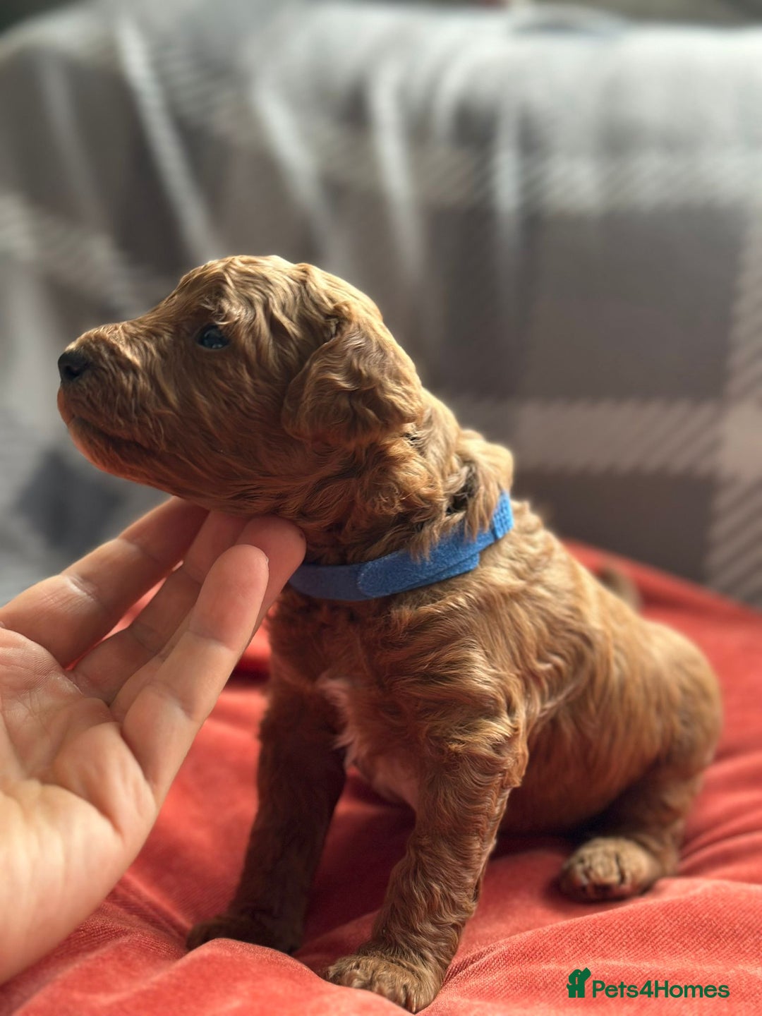 Mixed Breed dogs for sale: Poochon x Maltipoo puppies - Image 9