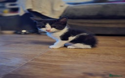 Mixed Breed cats for sale: Adorable black and white kittens - Image 15