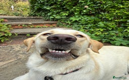 Labrador Retriever dogs for sale: Loving teenage labrador - Image 6