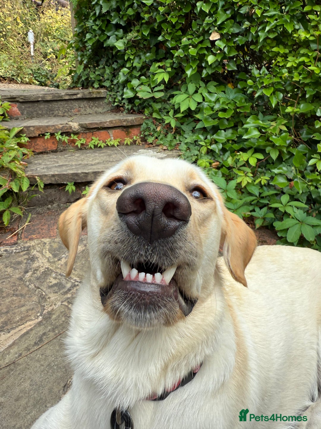 Labrador Retriever dogs for sale: Loving teenage labrador - Image 6