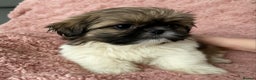 Shih Tzu dogs for sale: stunning shih tzu puppies ⭐️ready now - Advert 4