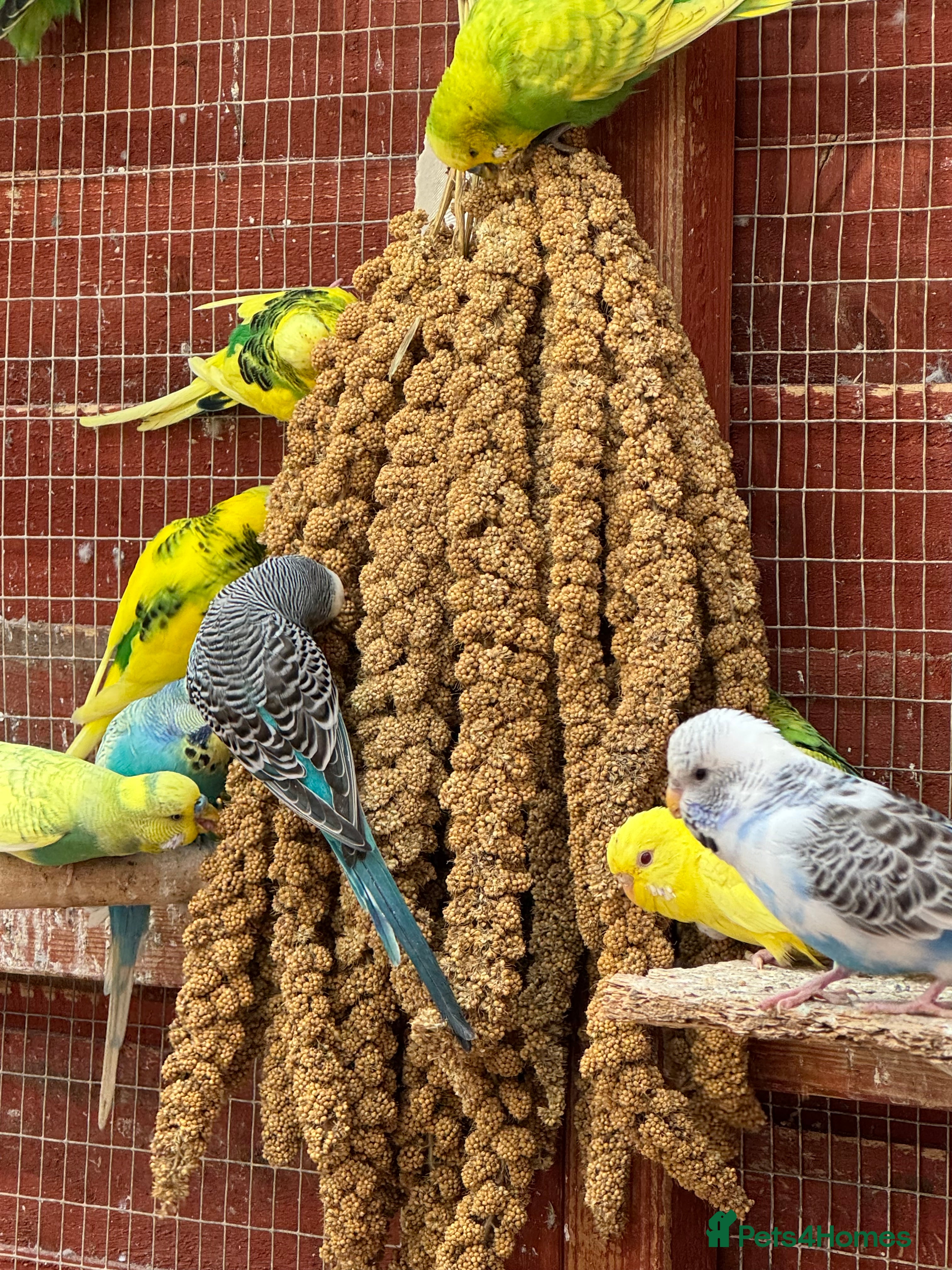 Budgerigars birds Budgies , mixed colours early 2025 birds - Advert 15