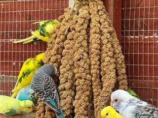 Budgerigars birds Budgies , mixed colours early 2025 birds - Advert 2