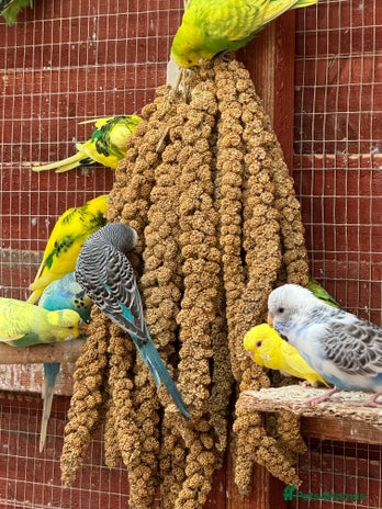 Budgerigars birds - Advert 1