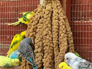 Budgerigars birds Budgies , mixed colours early 2025 birds - Advert 10