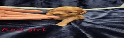 Cavapoo dogs for sale: Adorable F1 Cavapoo puppies - Advert 8