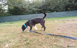 Mixed Breed dogs for adoption: Lovely JR & Patterdale BERTIE - for a  Loving Home - Image 12