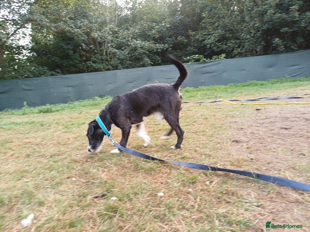 Mixed Breed dogs for adoption: Lovely JR & Patterdale BERTIE - for a  Loving Home - Image 12