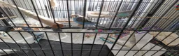 Budgerigars birds for sale: Baby budgies for sale - Advert 3