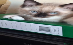 Ragdoll cats for sale: Stunning full Ragdoll kittens for sale - Image 21