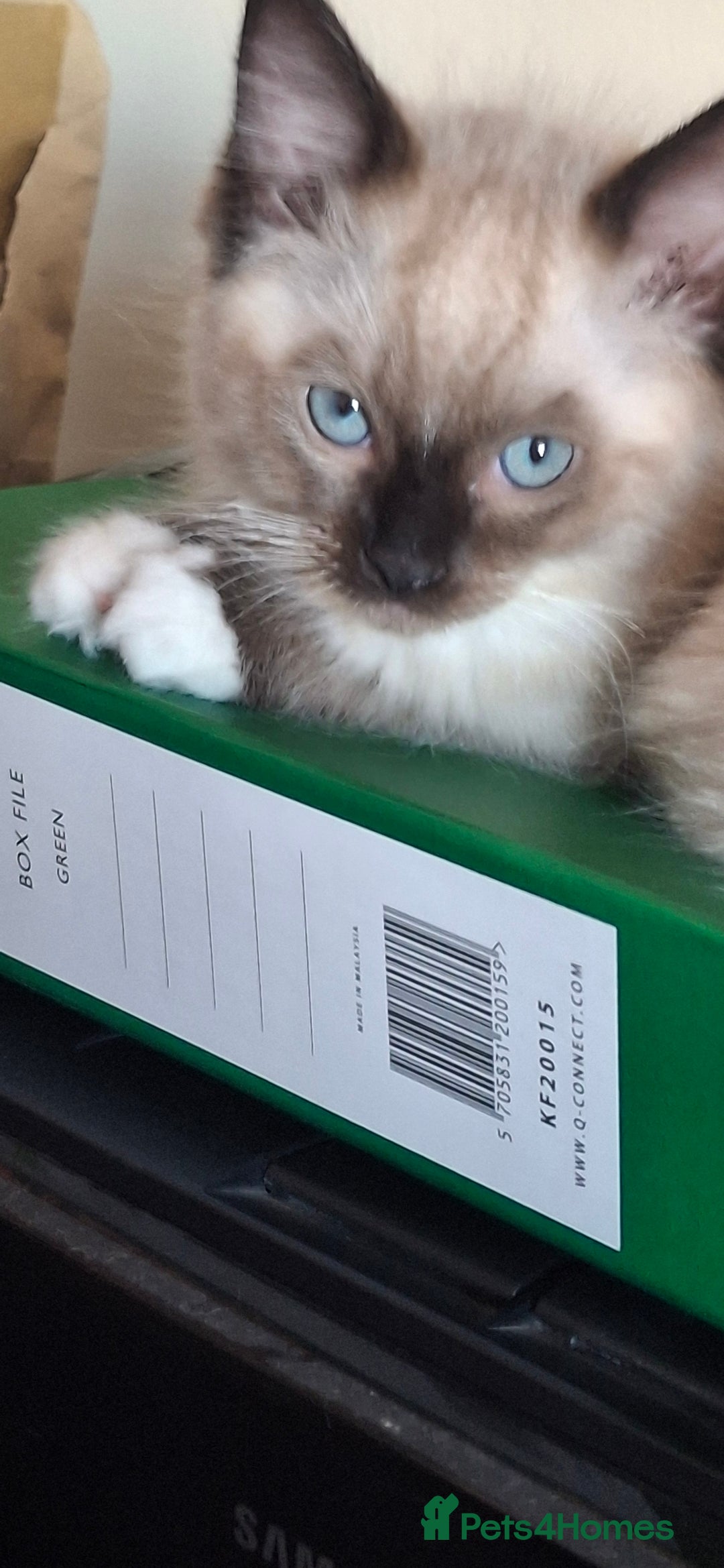 Ragdoll cats for sale: Stunning full Ragdoll kittens for sale - Image 21