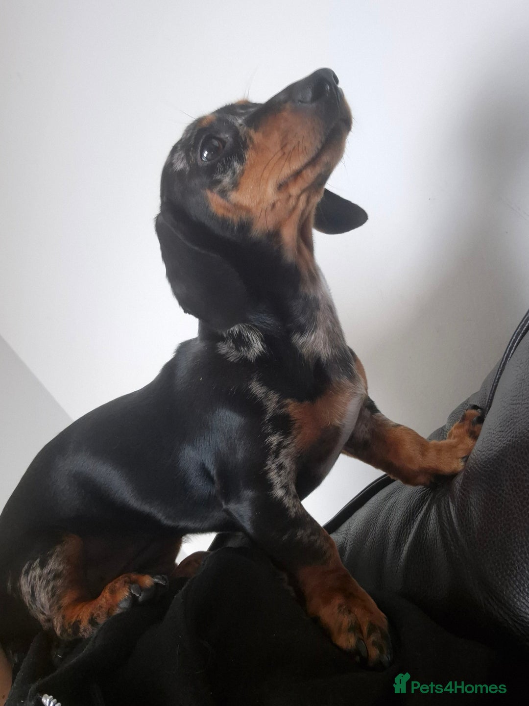 Miniature Dachshund dogs for sale: Darling dolly - Image 4
