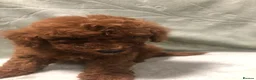 Mixed Breed dogs for sale: 🐕🐾Adventures of our loving poodles 🐾🐕 - Advert 14