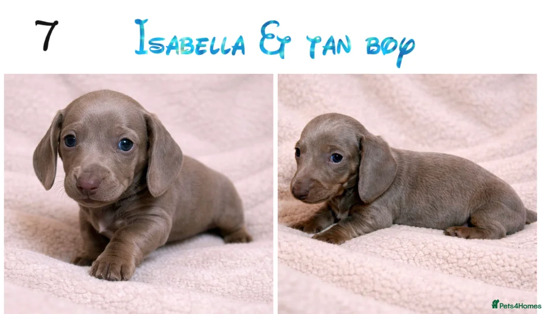 Miniature Dachshund dogs for sale: Miniature dachshund puppies - Advert 7