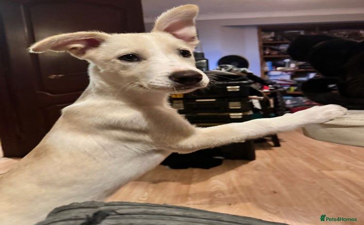 Mixed Breed dogs - Advert 1