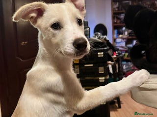 Mixed Breed dogs - Advert 22