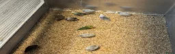 Budgerigars birds for sale: Budgies Breeding pairs and youngsters  - Advert 4