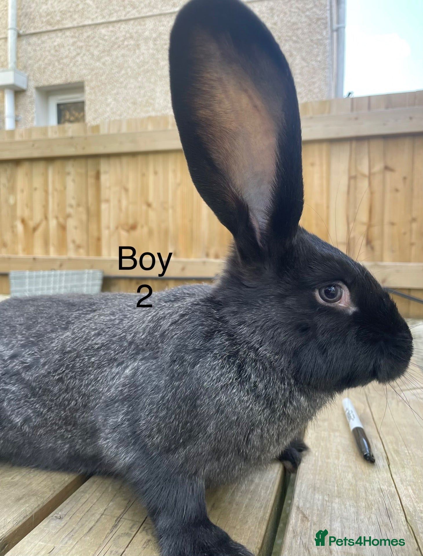 Continental Giant rabbits 💖 14 week old continental giants💖 - Advert 12