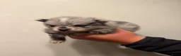 Pomeranian dogs for sale: 5 ⭐️ Pomeranian puppies  - Advert 23