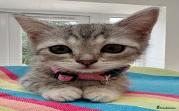 British Shorthair cats for sale: Stunning BSH Silver Female Grey Stripe Kittens - Image 9