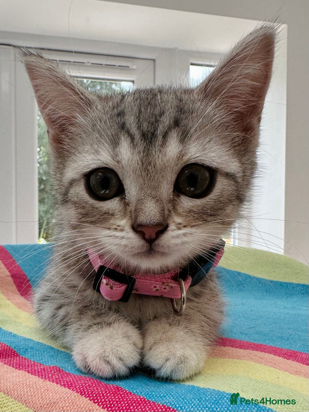 British Shorthair cats for sale: Stunning BSH Silver Female Grey Stripe Kittens - Image 9