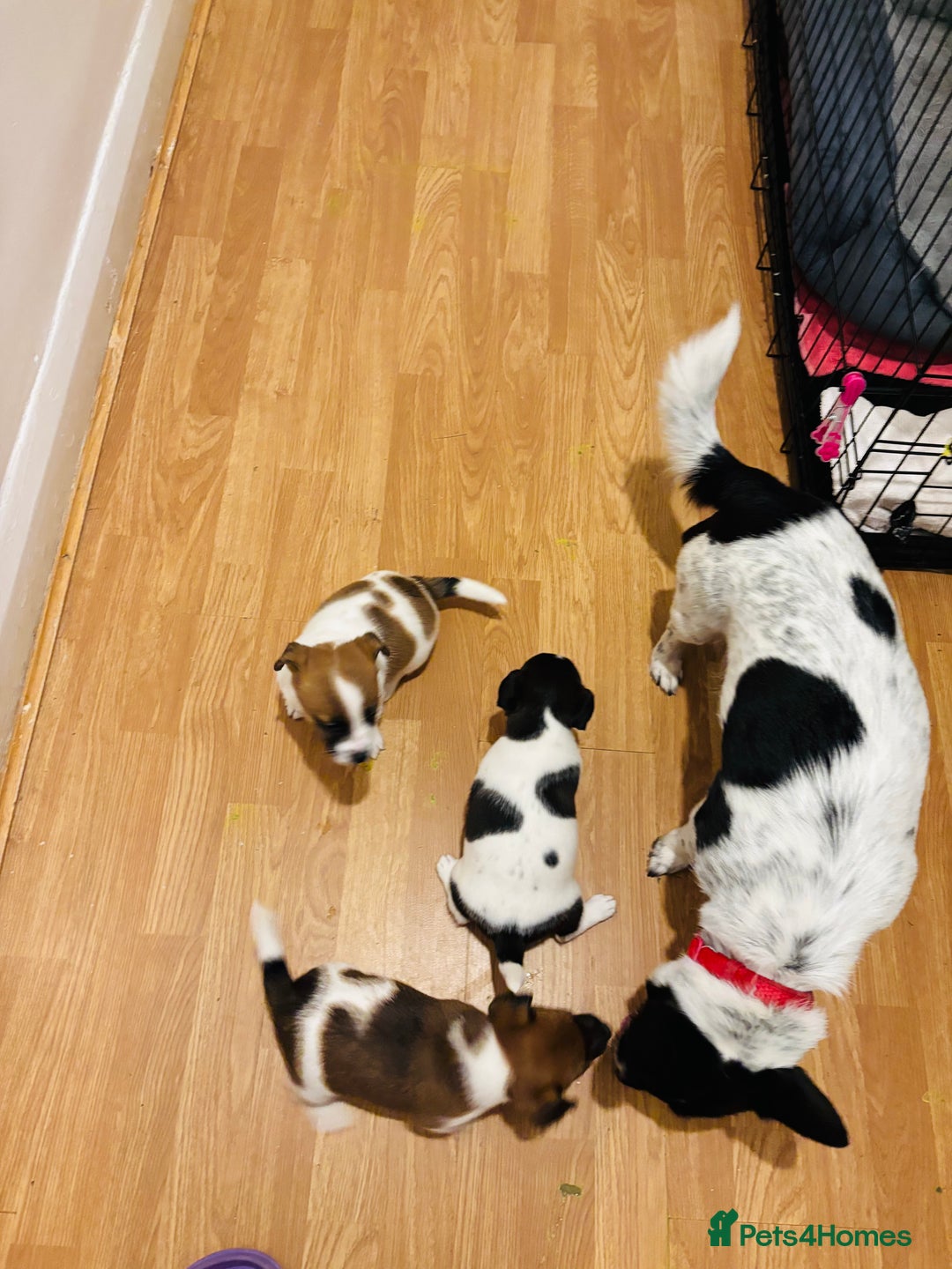 Jack Russell dogs for sale: SUPER CUTE PUPPIES  - Advert 6