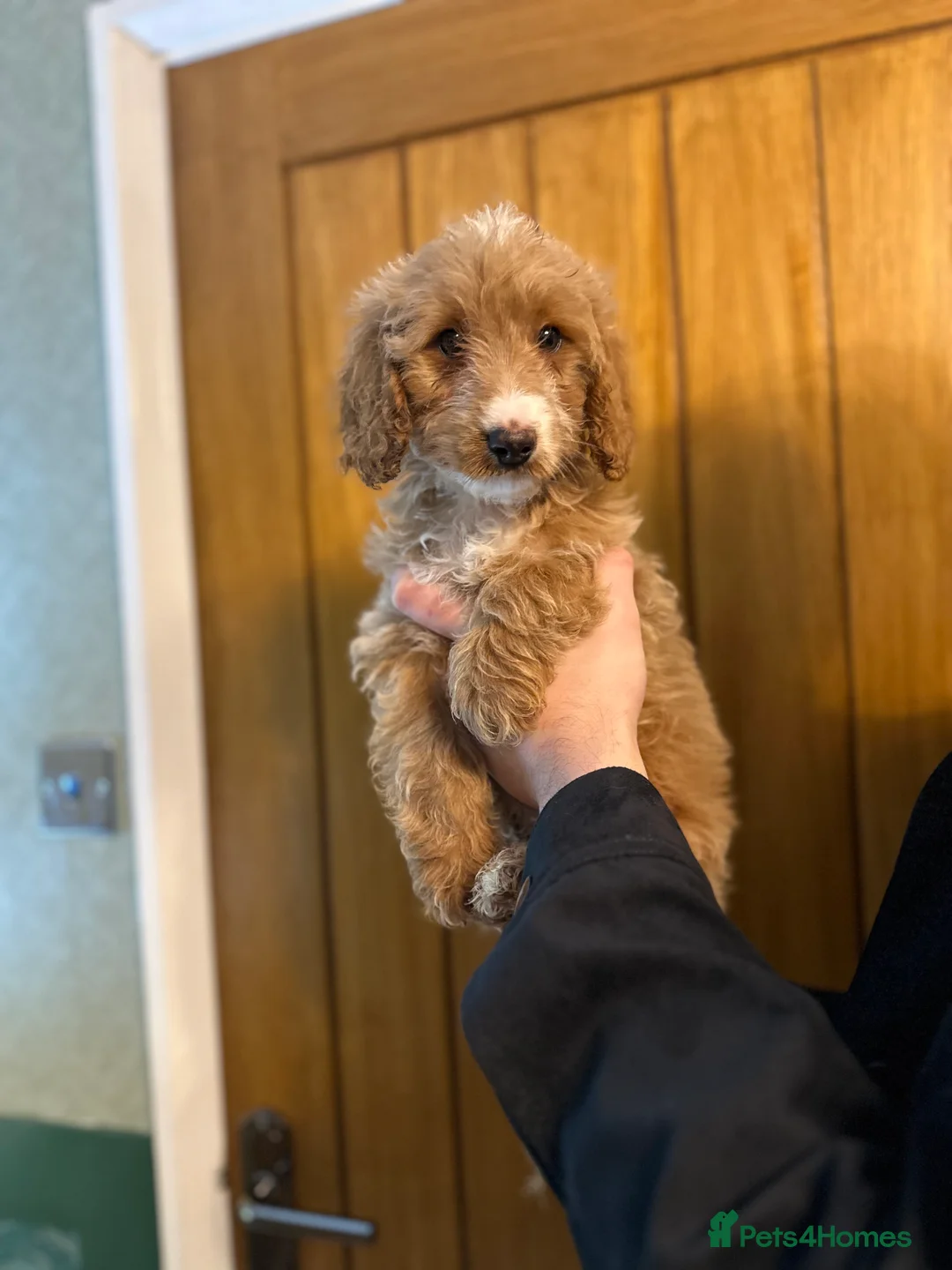 Cockapoo dogs for sale: X2 Cockerpoo boys left  - Advert 3