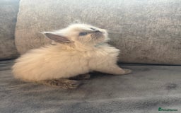 Ragdoll cats for sale: Beautiful Ragdoll Kittens  - Image 4