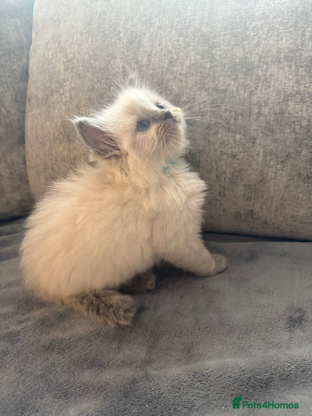 Ragdoll cats for sale: Beautiful Ragdoll Kittens  - Image 4