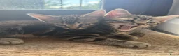 Mixed Breed cats for sale: Tabby Kittens  - Advert 10