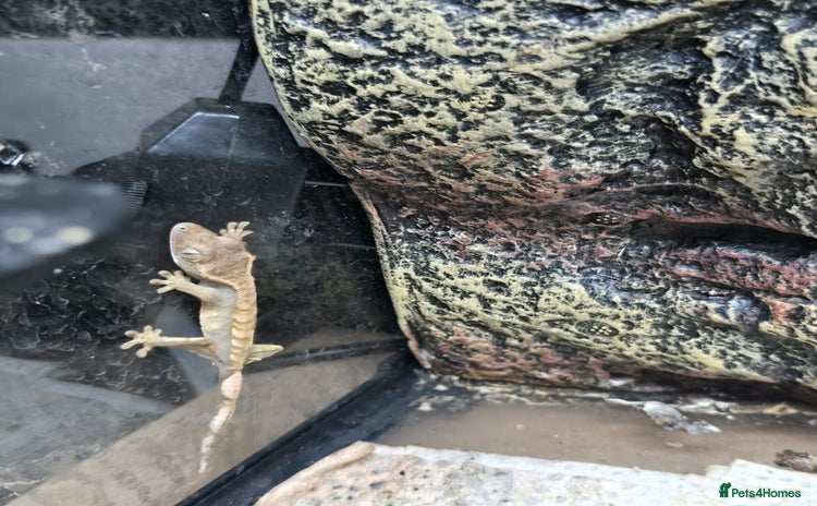 Gecko reptiles Crested baby gecko - Advert 13